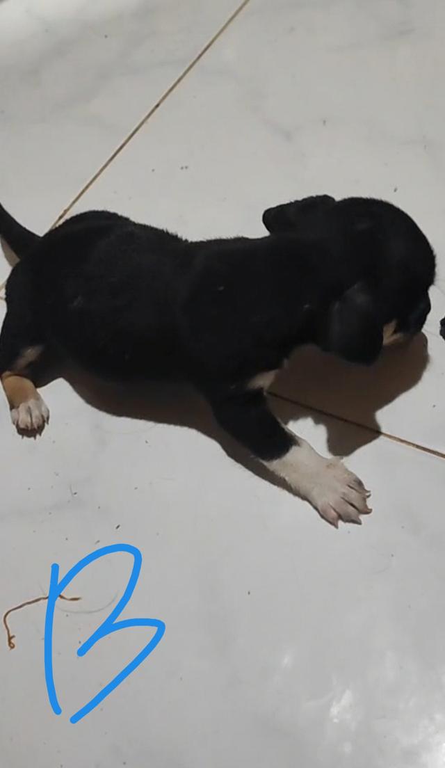 ลูกชิวาวา 8