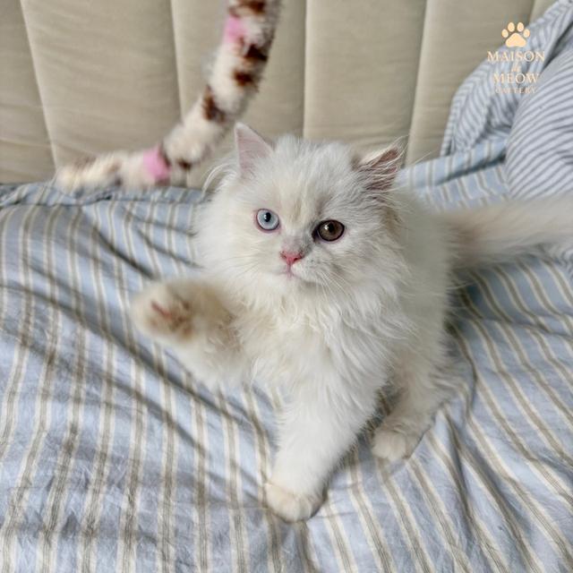 ❌🏠ได้บ้านแล้ว เปอร์เซียแท้ ตาสองสี ดช👦🏻 5