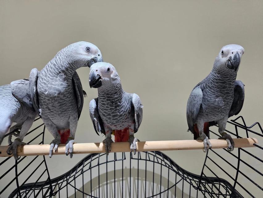 trained and talking African grey parrots