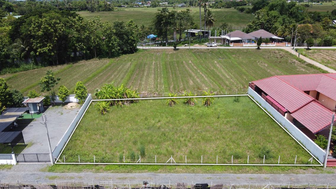 ขายที่ดิน 211 ตร.ว. ถมแล้ว วิวดอยสวย ติดถนนคอนกรีต พร้อมน้ำ-ไฟ-เน็ต 2