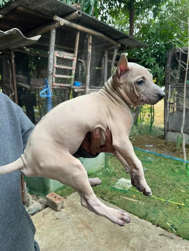 ไทยหลังอาน 3