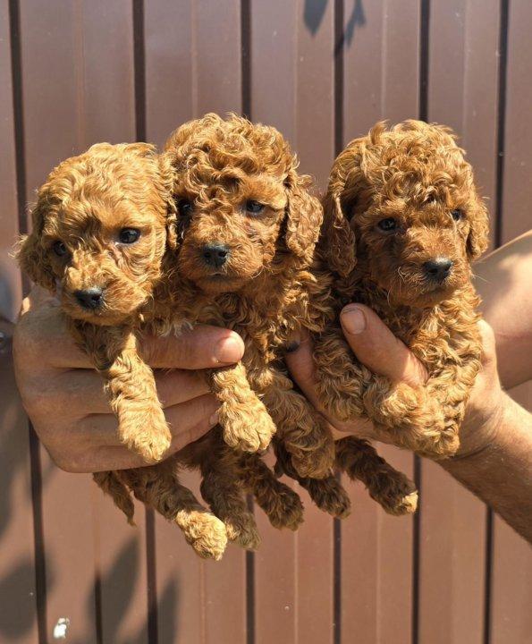 Male and Female Toy Poodle puppies รูปย่อยที่ 2