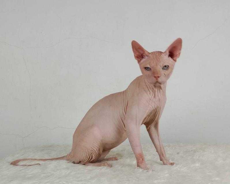 14.แมวสฟิงซ์/เพศผู้ หาบ้าน Sphynx Cat/Male looking for a new home 6