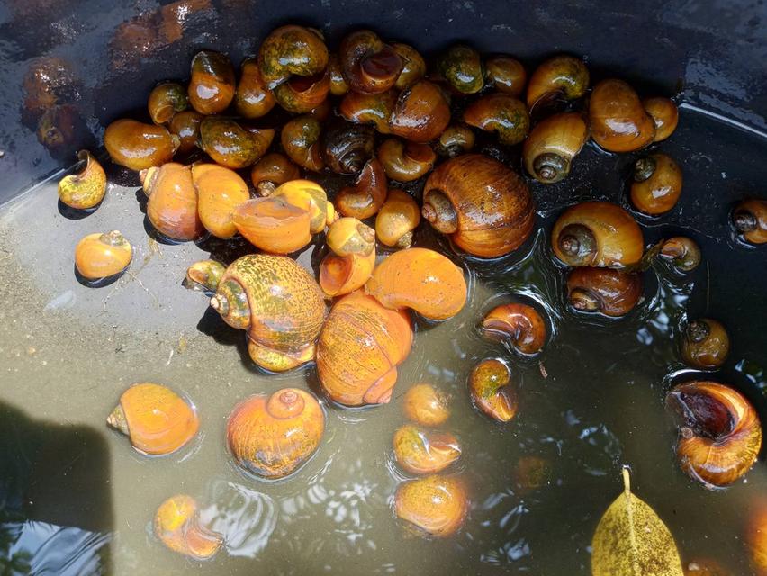 แม่พันธุ์หอยเชอี่สีทองมงคล รูปที่ 5