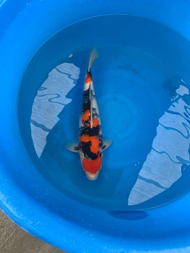 Dainichi Showa Tosai 40 Cm Female