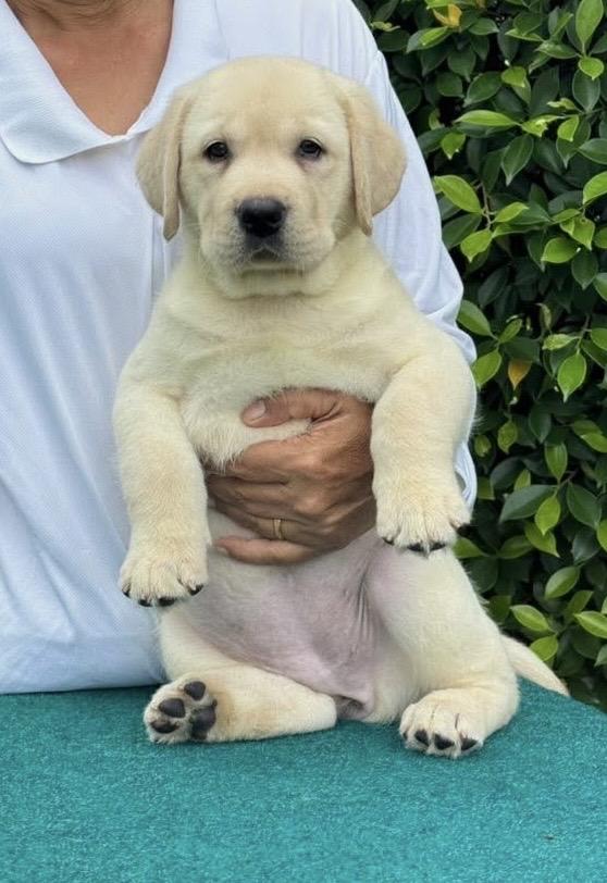 ลูกลาบราดอร์รีทรีฟเวอร์