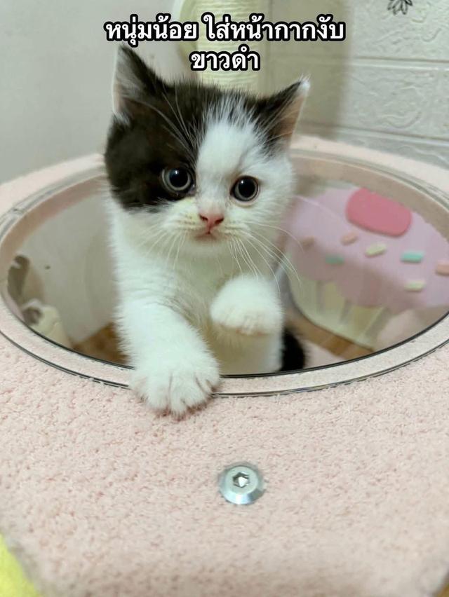 บริติชเด็กน้อยพร้อมย้าย12ก.พนี้