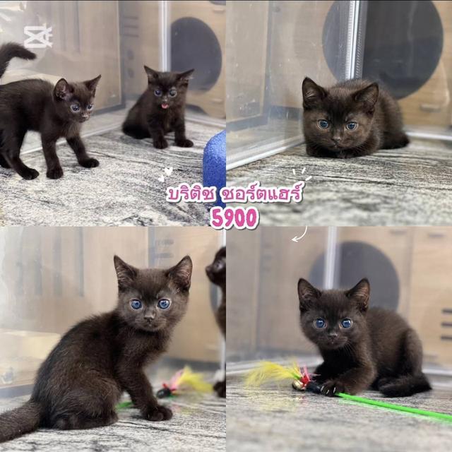 British Shorthair Cat