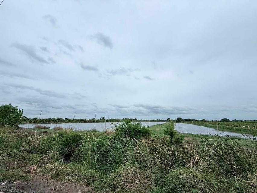 ขายที่ดินย่านดอนยายหอมจัวเมืองนครปฐมใกล้ ม.คริสเตียน รร.สารสาส เซ็นทรัลนครปฐม 4