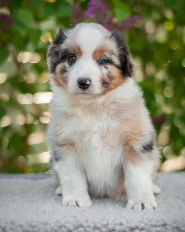 ลูกสุนัข Australian Shepherd สินสอดเบาๆ 3