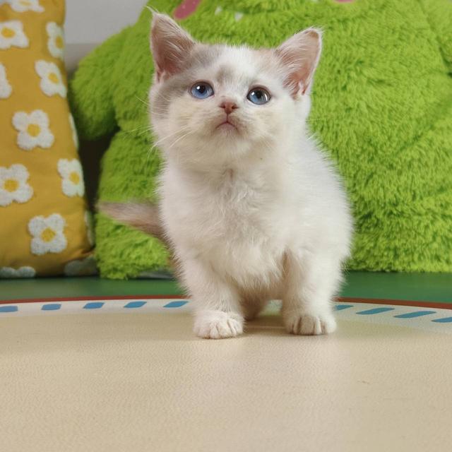 แมวสก๊อตติช Scottish Oscat cattery chiangmai