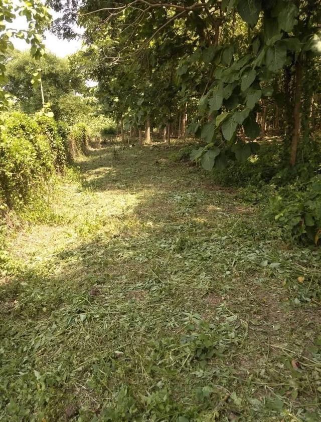 ที่ดินสวนไม้สัก 5 ไร่ 23 ตร.ว. จ.ลำปาง 7