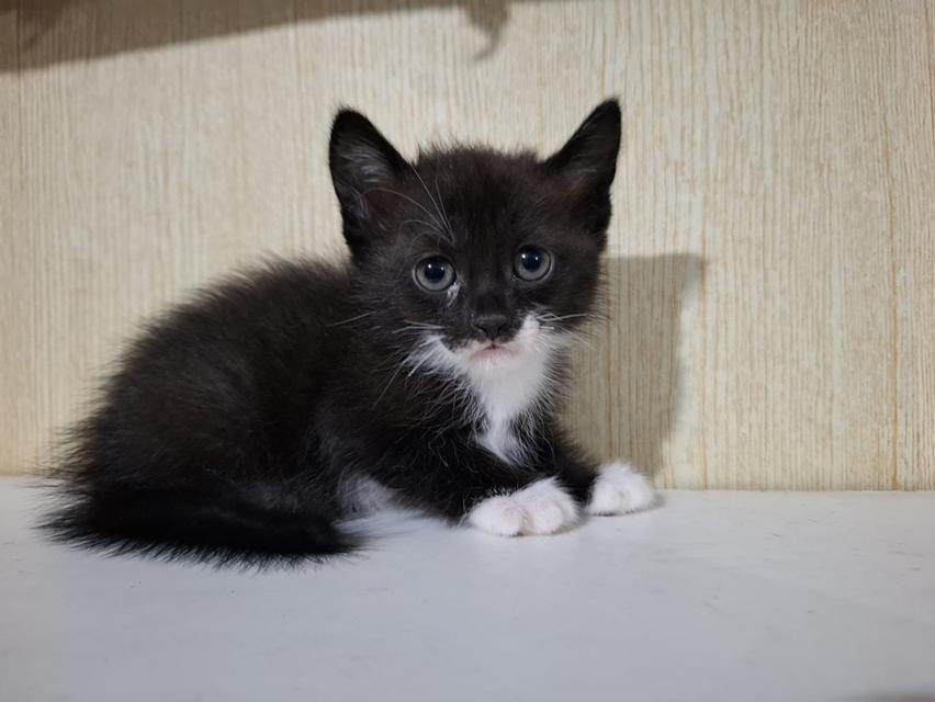 ลูกแมวครึ่งเปอร์เซีย+บริติช