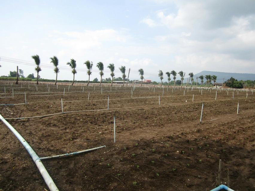 ขายที่ดินต.คลองม่วง อ.ปากช่อง 102 ไร่ ใกล้ Tayama Farm Khaoyai ターヤマ 2