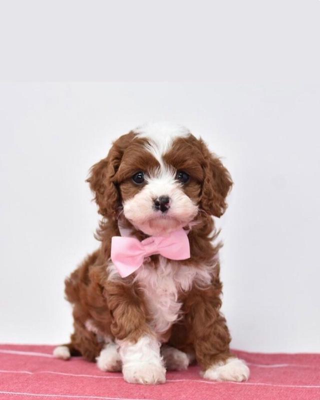 Amazing Cavapoo Puppies  WhatsApp me : +66 63 826 3042 รูปที่ 3