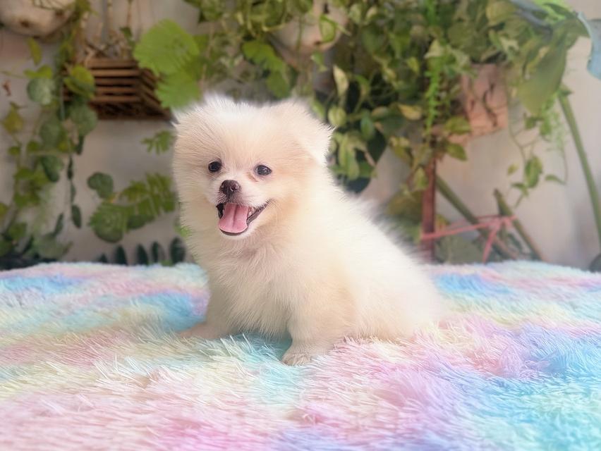 ปอมผสมชิวาวาเพศเมีย พร้อมย้ายบ้าน 4