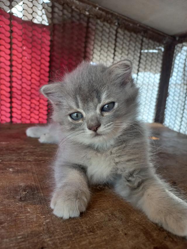 สกอตติชผสมเปอร์(โคราช)