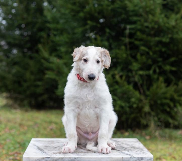 สุนัข Borzoi ราคาเบาๆ 4