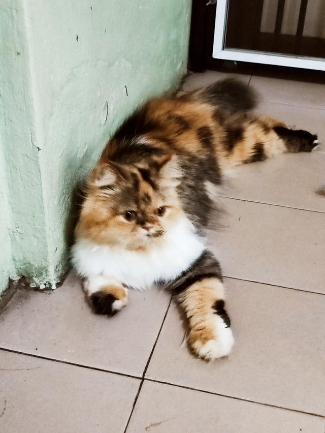 Persian big femail cats รูปที่ 6