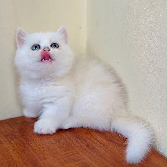 แมวมันช์กิ้น Munchkin ns