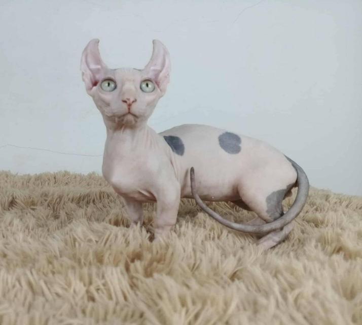 31.แมวดเวล/เพศผู้ Dwelf Cat/Male