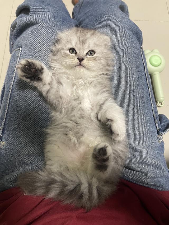 เปิดจองเด็กชาย (สก๊อตติชโฟผสม) รูปที่ 12