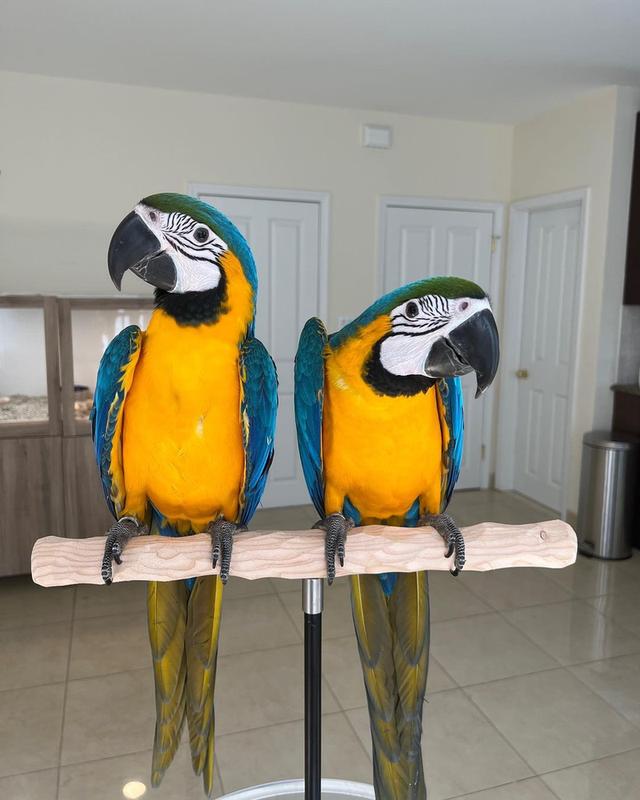 Pair of Blue and Gold Macaw Parrots  WhatsApp me : +66 63 826 3042
