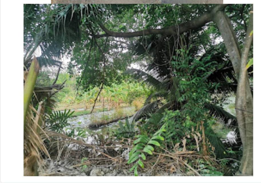 ที่ดินเปล่า 1