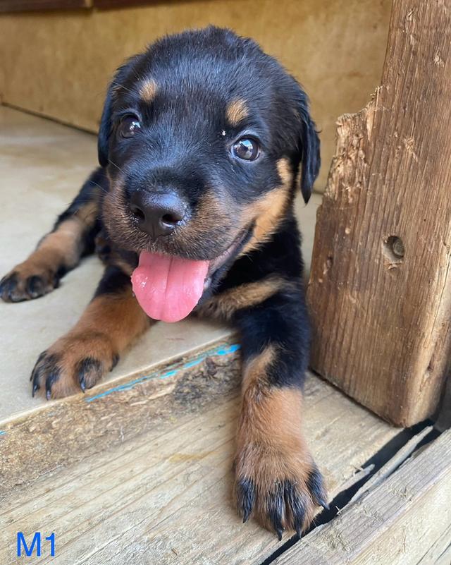 สุนัขร็อตไวเลอร์ โครงสร้างสวย กระโหลกใหญ่ รักเจ้าของ รูปที่ 3