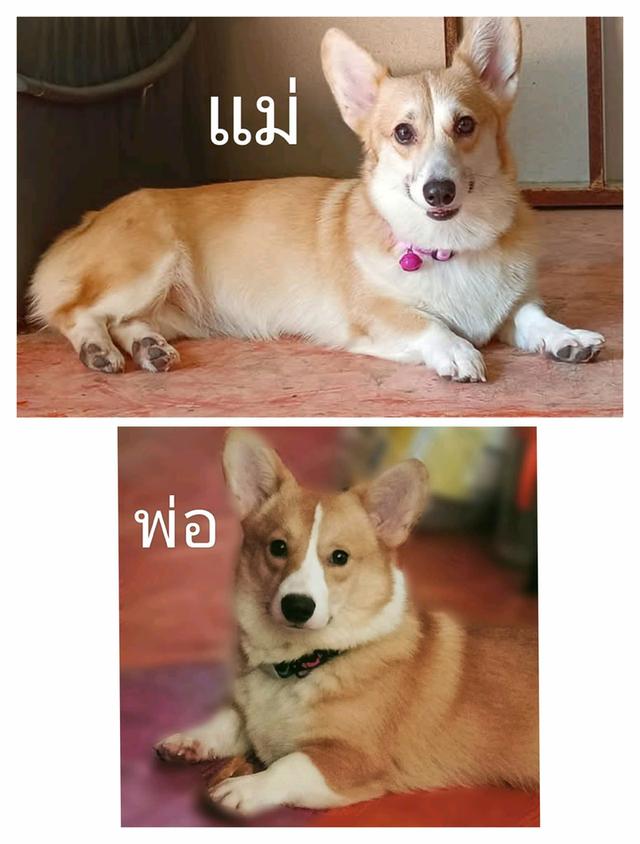 สุนัขคอร์กี้เพศเมีย มีใบเพ็ดดีกรี อายุ3เดือน รูปที่ 2