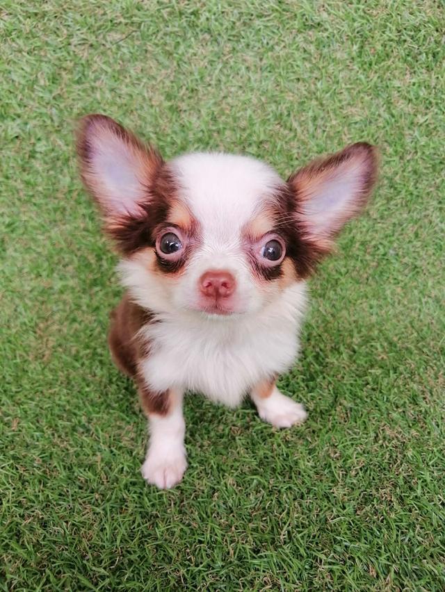 ชิวาว่าแท้ขนยาวสีช็อค ชาย 2