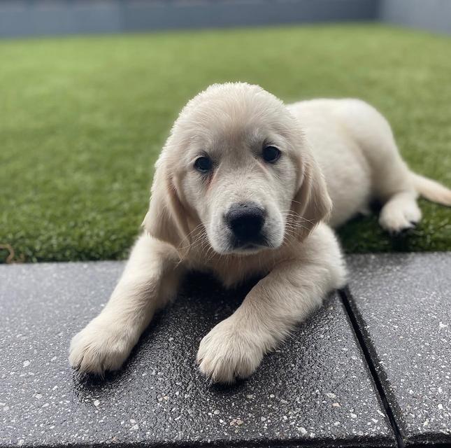 หาบ้านให้น้องหมา White Golden Retriever สีขาวน่ารักมาก