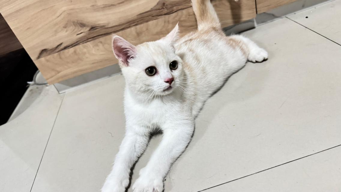 น้องแมวพร้อมย้ายบ้าน 5
