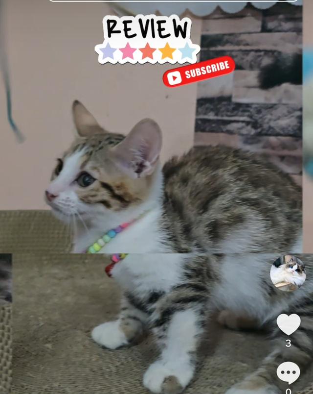 Munchkin Bengal 6