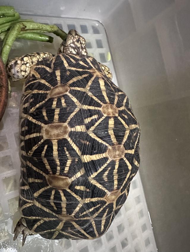 เต่าบก  ดาวอืนเดีย เพศเมีย อายุ  3ปี