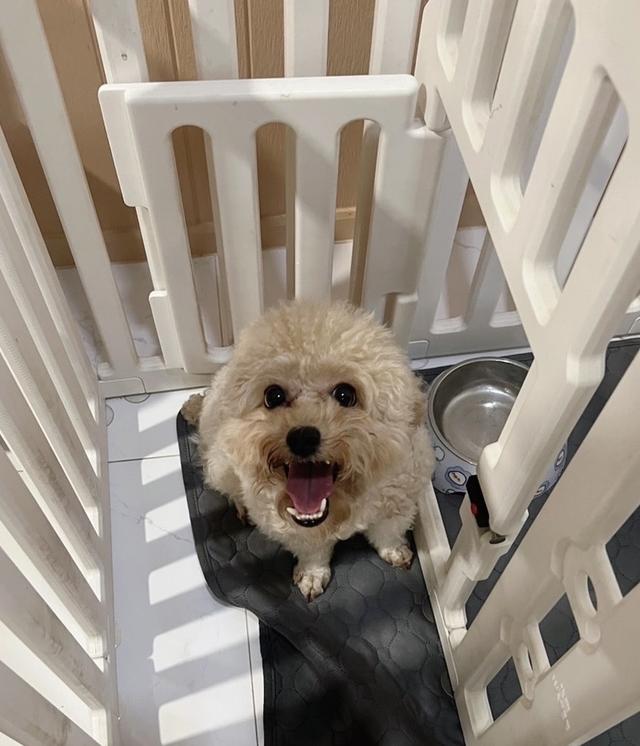 Poodle Toy  Female 1Y2m