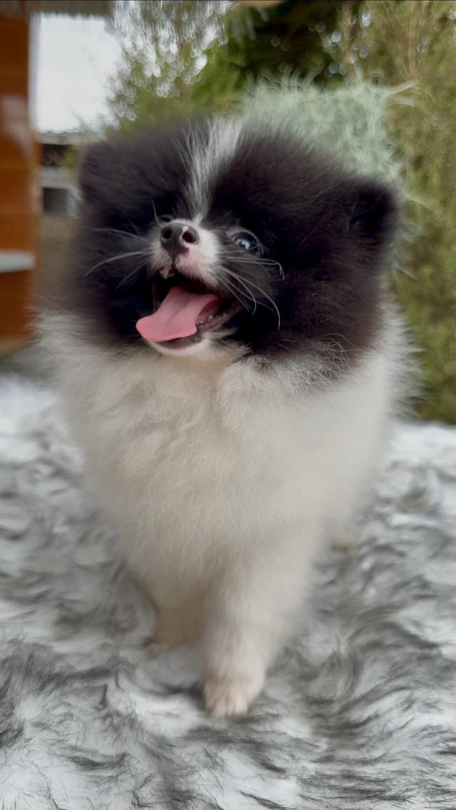 น้องหมาน้องปอมเมอเรเนียน