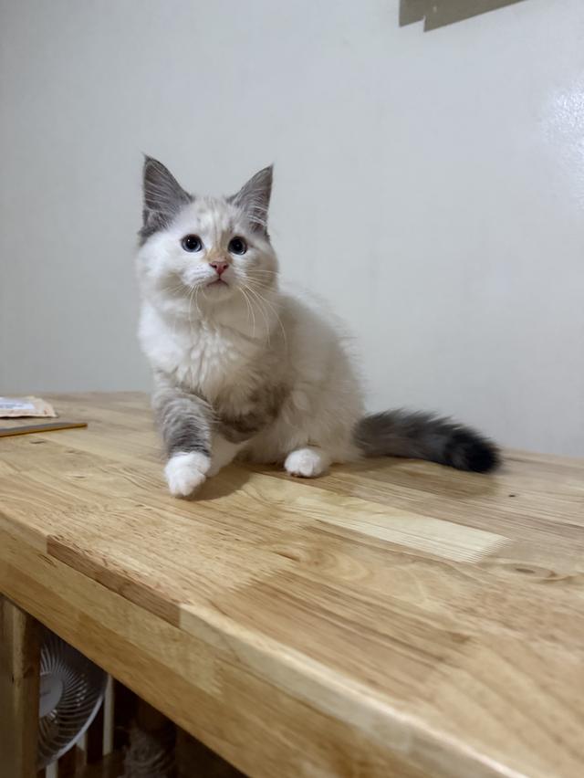 ลูกแมวไซบีเรียน (Siberian Cat) มีใบเพ็ท WCF รูปย่อยที่ 3