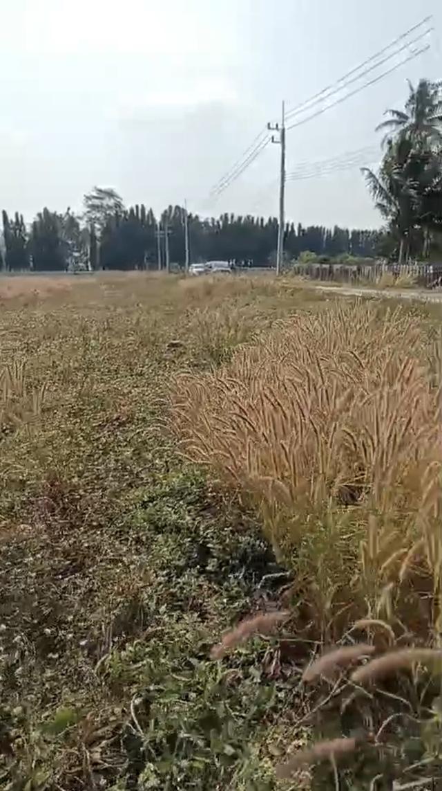 ที่ดินวังไทร-ปากช่อง วิวเขายายเที่ยง ล้อมรอบวิวเขา 5