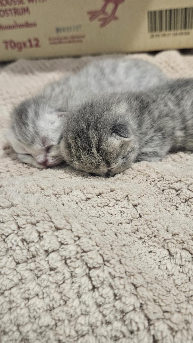 Scottish Fold สก็อตติชโฟลด์ แท้ 13