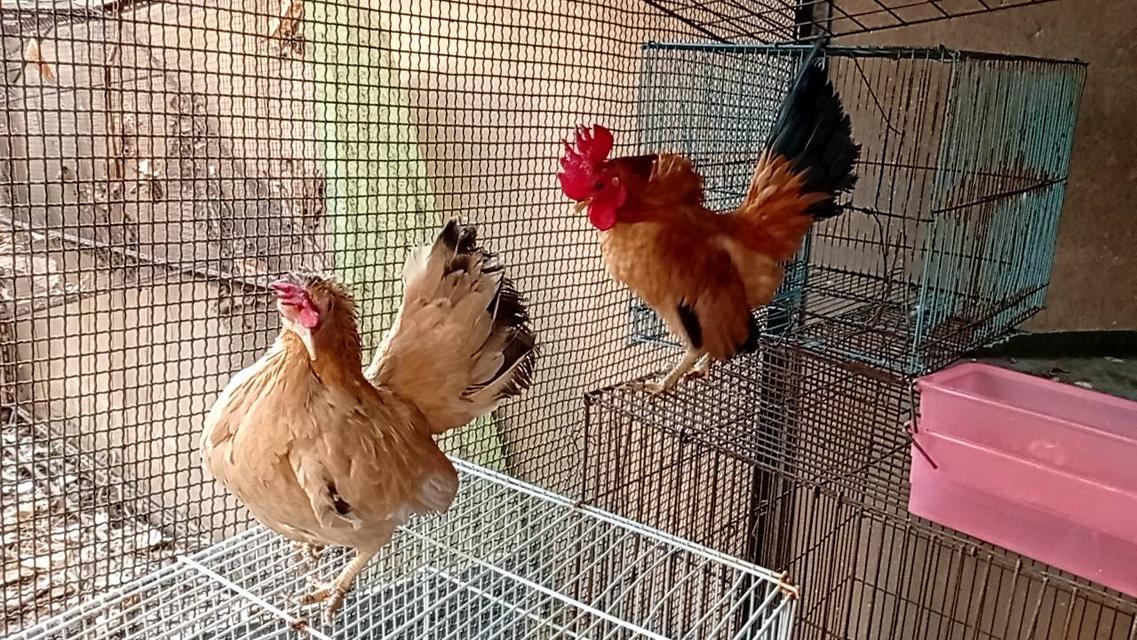 ไก่ซีไบร์ท