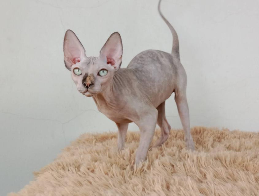 3.แมวสฟิงซ์/เพศเมีย หาบ้าน Sphynx Cat/Female looking for a new home 7