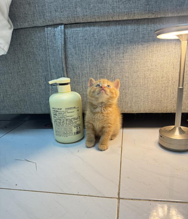 แมวส้มสก็อตติส รูปที่ 2