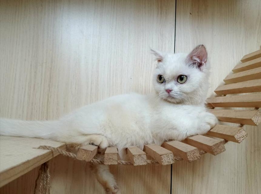 5.แมวมันช์กิ้น เพศเมีย Munchkin Cat Female รูปที่ 5