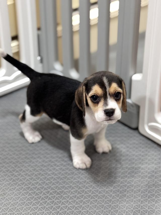 บีเกิ้ล (Beagle) Female ด.ญ 💯🏡 7