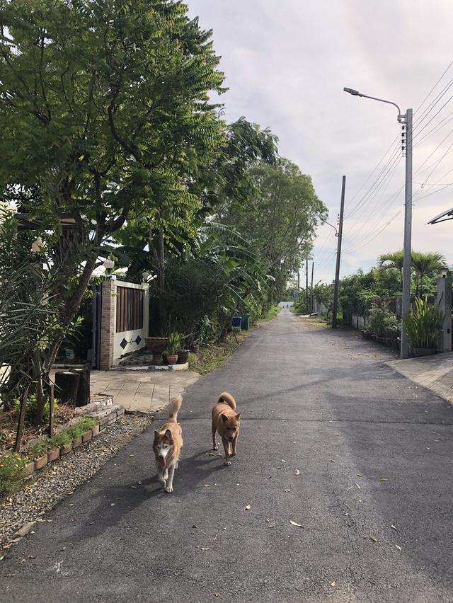 บ้านเดียว 2 ชั้นพร้อมสระว่ายน้ำ 17