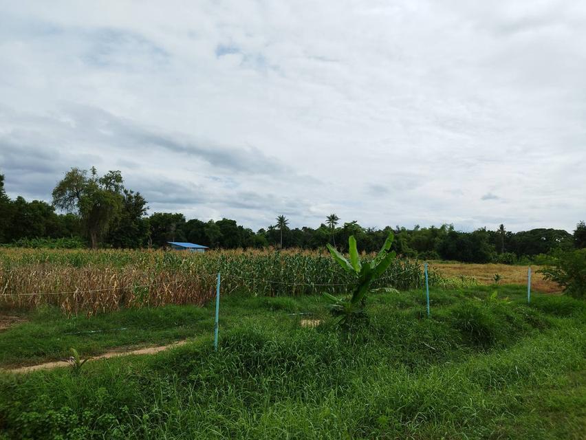 ขายด่วน ที่ดินสวยติดแม่น้ำท่าจีนราคาถูก 6