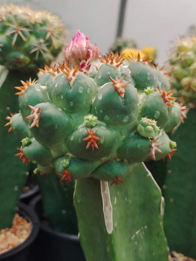 แคคตัส Coryphantha elephantidens CV Titav 2