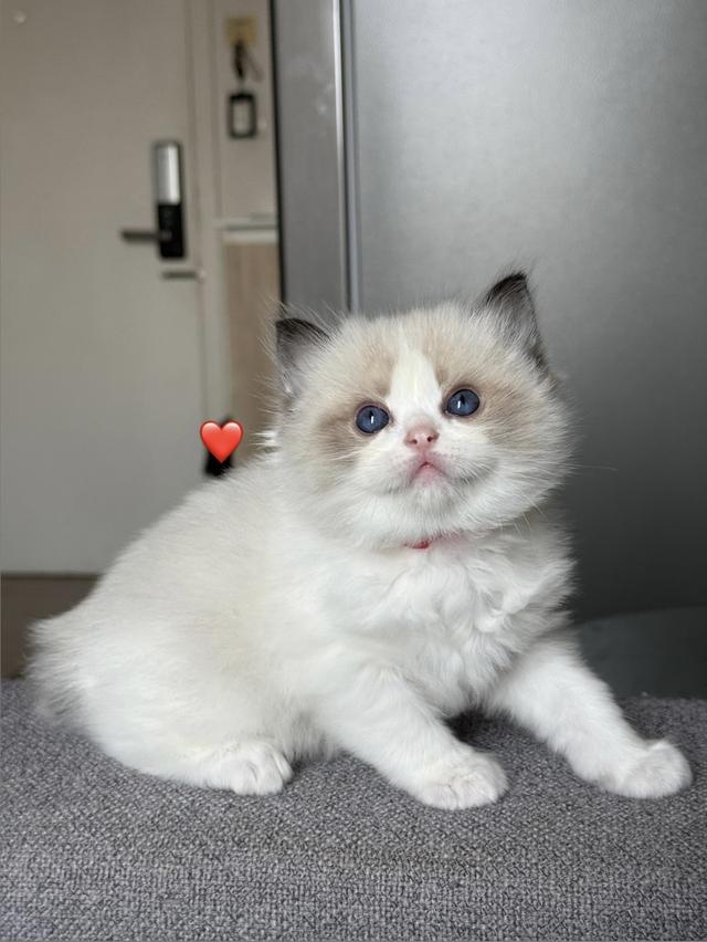 เด็กชาย Ragdoll ราคาแบ่งกันเลี้ยง