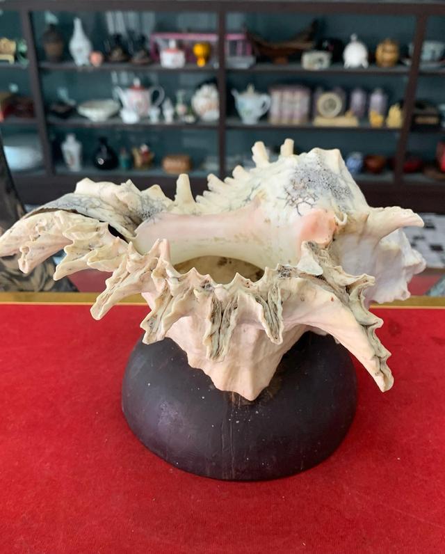 เปลือกหอย 7